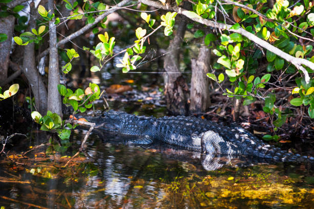 istock Alligator at Florida Swamp 801637364