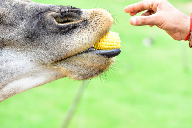 istock Animals in the open Eat food from people's hands 801647326
