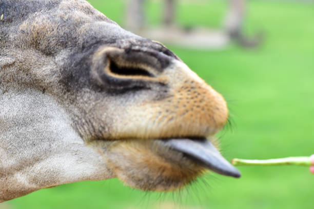 istock Animals in the open Eat food from people's hands 801647778