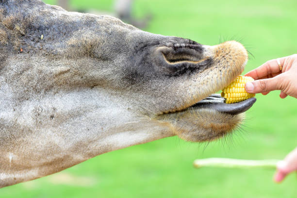 istock Animals in the open Eat food from people's hands 801649978