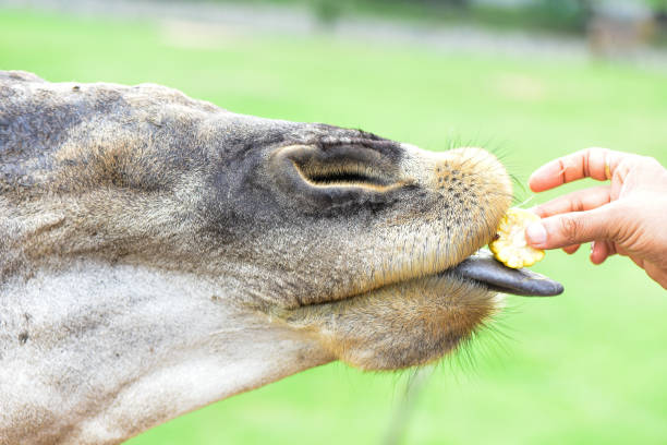 istock Animals in the open Eat food from people's hands 801650310