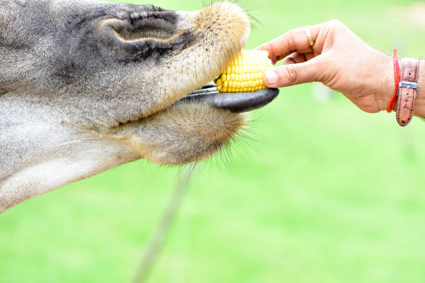 istock Animals in the open Eat food from people's hands 801650312