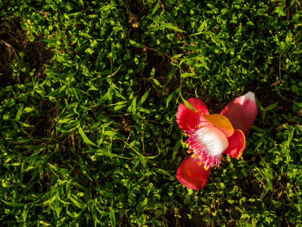istock Cannonball flower on green grass background 801652554
