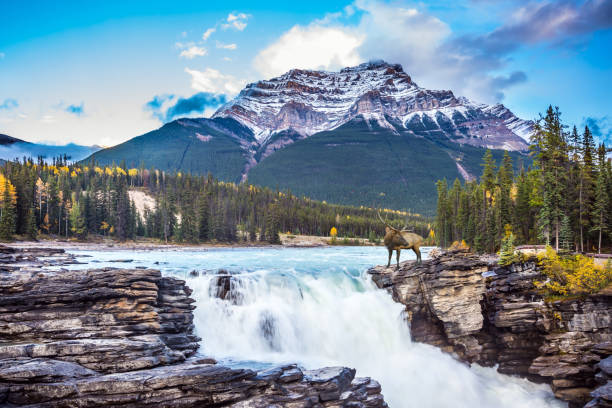 istock Travel to Jasper Park 801652620