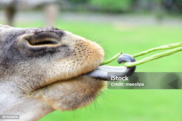 Animals In The Open Eat Food From Peoples Hands Stock Photo - Download Image Now - Animal, Animal Body Part, Animal Head - iStock Animals In The Open Eat Food From Peoples Hands Stock Photo - Download Image Now - Animal, Animal Body Part, Animal Head - iStock
