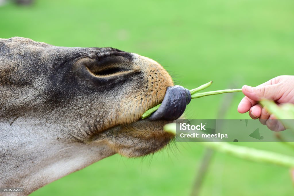 Animals In The Open Eat Food From Peoples Hands Stock Photo - Download  Image Now - Animal, Animal Body Part, Animal Head - iStock