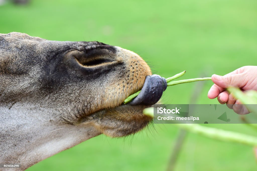 Animals In The Open Eat Food From Peoples Hands Stock Photo - Download Image Now - Animal, Animal Body Part, Animal Head - iStock Animals In The Open Eat Food From Peoples Hands Stock Photo - Download Image Now - Animal, Animal Body Part, Animal Head - iStock