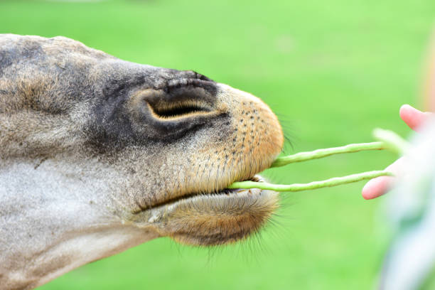 Animals In The Open Eat Food From Peoples Hands Stock Photo - Download Image Now - Animal, Animal Body Part, Animal Head - iStock Animals In The Open Eat Food From Peoples Hands Stock Photo - Download Image Now - Animal, Animal Body Part, Animal Head - iStock