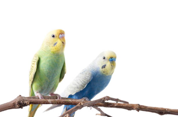istock yellow and green Budgerigar bird 801658670