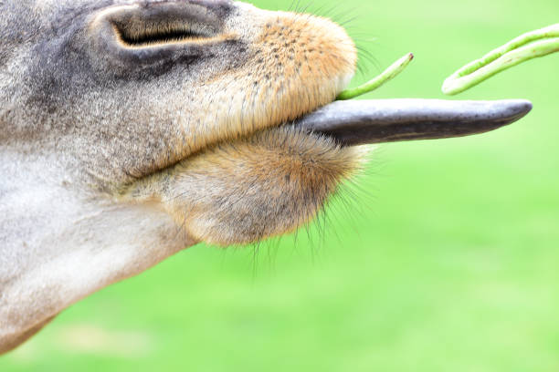 istock Animals in the open Eat food from people's hands 801658748