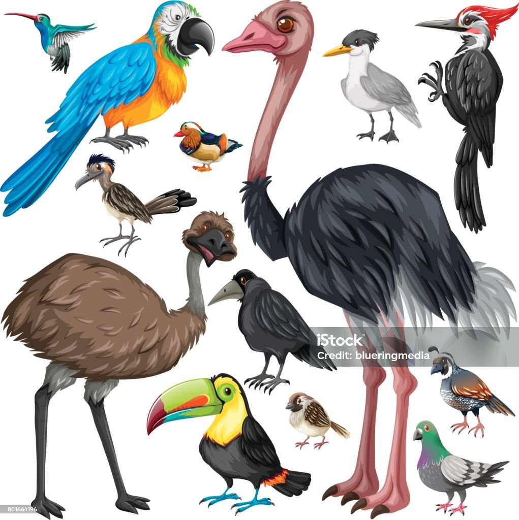 Different types of wild birds Different types of wild birds illustration Sparrow stock vector