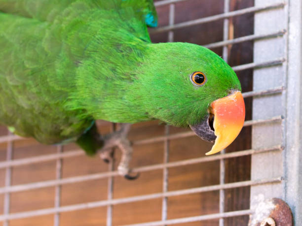 Male of the large green parrot -  Eclectus roratus - is sitting on a crossbar near the grid at the Gan Guru Zoo in Kibbutz Nir David in Israel Kibutz Nir David, Israel - June 10, 2017 : Male of the large green parrot - Eclectus roratus - is sitting on a crossbar near the grid at the Gan Guru Zoo in Kibbutz Nir David in Israel nir stock pictures, royalty-free photos & images