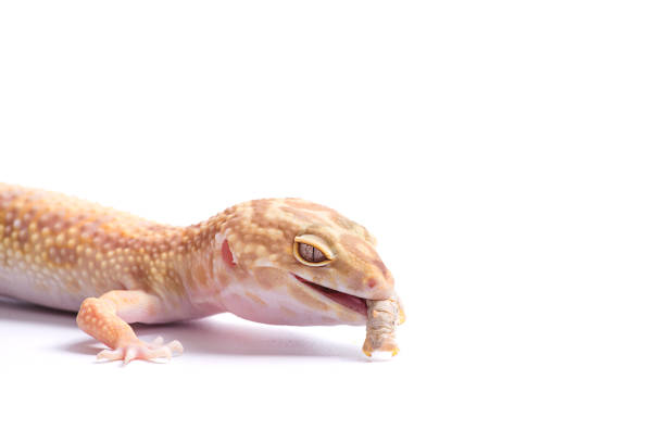 istock Leopard Gecko on  isolated white background with Silkworm 801666860