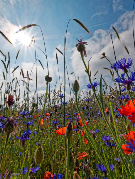 istock cornflowers and Poppies in cornfield 801666970