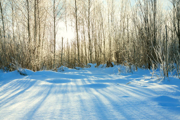 istock winter landscape with forest and sun. sunshine shine through trees 801671554