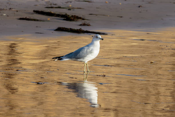 istock Ring-Billed Gull standing on California Beach in afternoon. 801672058