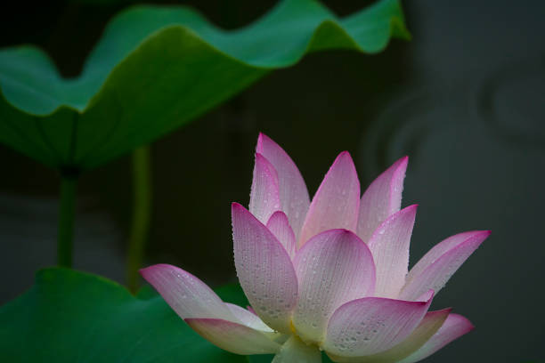 istock Lotus flower in a garden in Macau 801674766