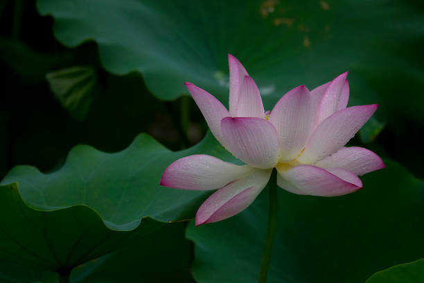 istock Lotus flower in a garden in Macau 801674774