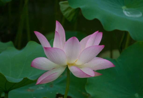 istock Lotus flower in a garden in Macau 801674778
