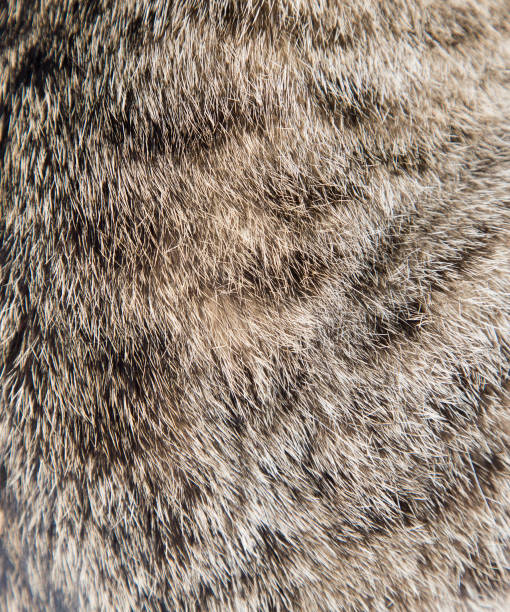istock Texture of a wool of a cat 801677362