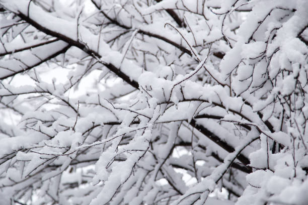 istock snow on the branches of a tree 801680240