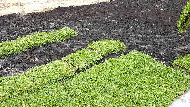 istock Preparing decorate grass with fertilizer on the field 801680952