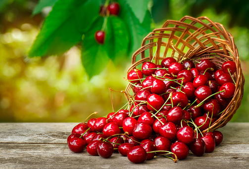 cherry basket. Ripe cherries in wicker basket on wooden table with sunshine blurred cherry tree on the background. Gardening, orchard and harvest concept. Fresh summer berries