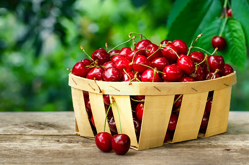 cherry basket. Ripe cherries in basket on wooden table with cherry tree on the background. Gardening, orchard and harvest concept. Fresh summer berries