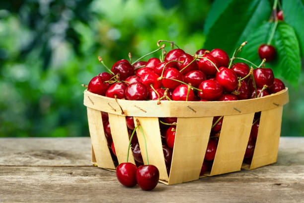 basket with cherries stock photo