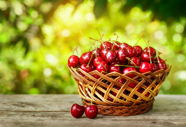 istock cherry basket in sunshine garden 801683564