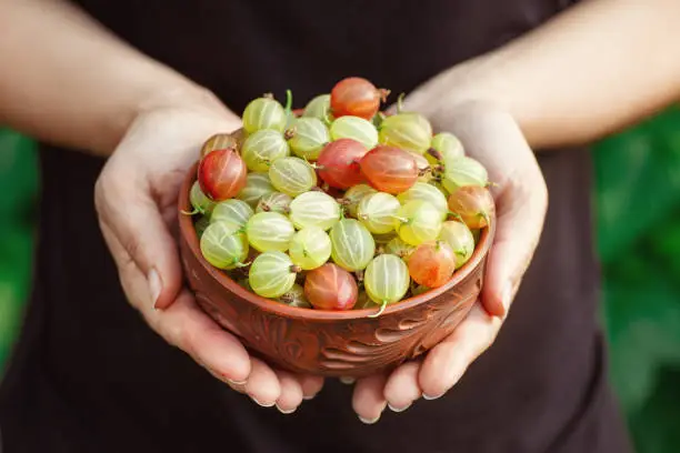 closeup gooseberries in bowl at female hands. Gardening, agriculture, harvest concept. Hands holding bowl with fresh ripe gooseberries. Harvest of summer berries