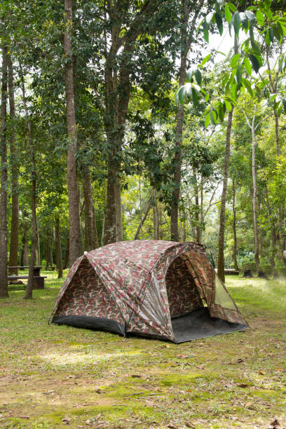 istock Camping and tent at pine forest in Thailand 801693952