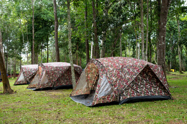 istock Camping and tent at pine forest in Thailand 801694020