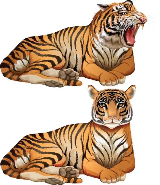 Vector illustration of Wild tigers on white background