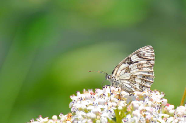 istock Melanargia galathea. Marbled white butterfly in natural habitat 801703984