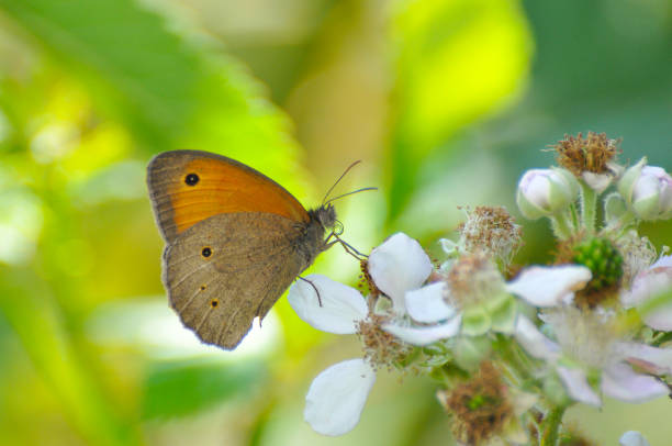 istock Maniola jurtina, Meadow Brown on white rose flowers. 801703990