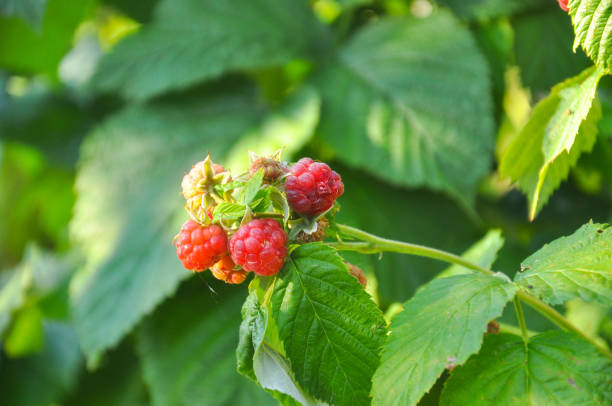istock Organic ripe red raspberries on the bush 801706480