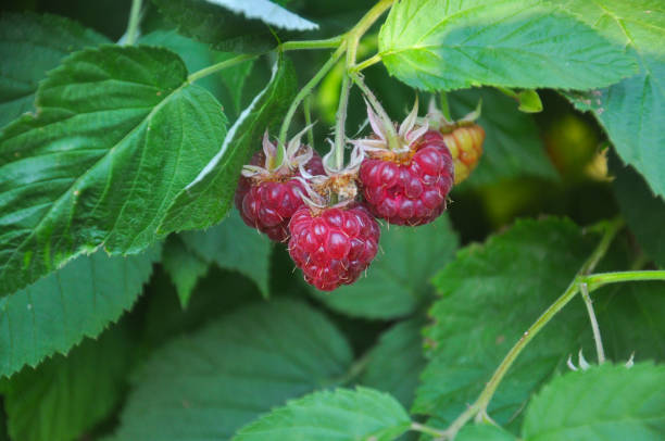 istock Organic ripe red raspberries on the bush 801706870