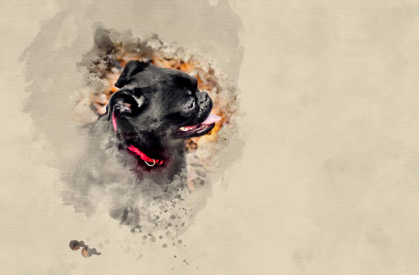 istock Little Brabancon dog 801710388