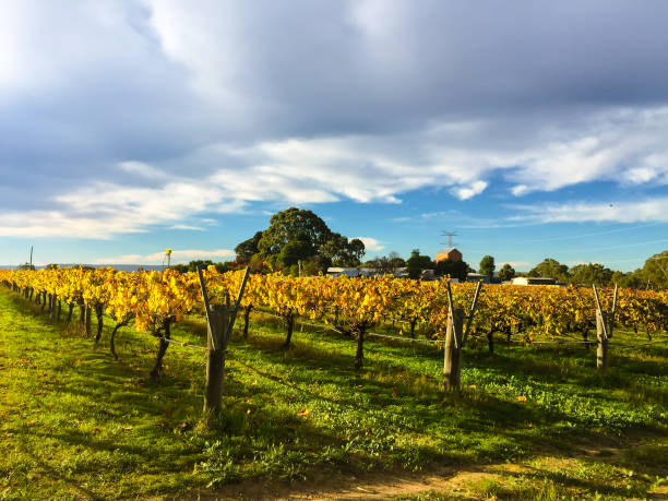 istock Vineyard in the Winter 801718284