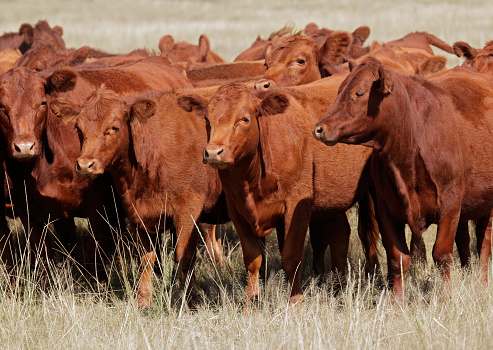Free-range red angus cattle on pasture, Argentina