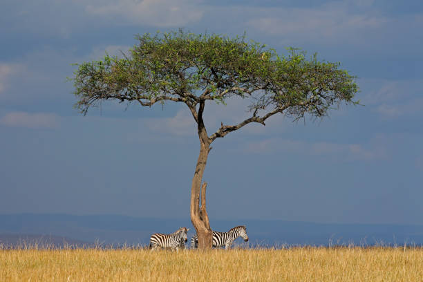 istock Plains zebras and tree in grassland, Kenya 801720412