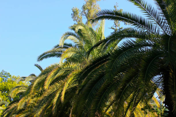 istock Palm trees tops on alley 801728446