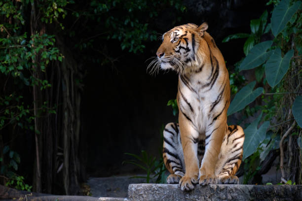 tigre à la recherche de quelque chose. - seated tiger photos et images de collection