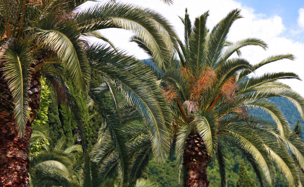 istock Palm trees tops on background of mountains 801732450