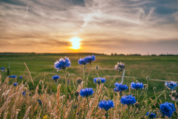 Beautiful cornflowers growing at the field. Beautiful blue summer flowers with views over Holland's flat landscape. The last rays of the sun give the picture a warm pleasant atmosphere of a romantic summer evening cornflower photos stock pictures, royalty-free photos & images