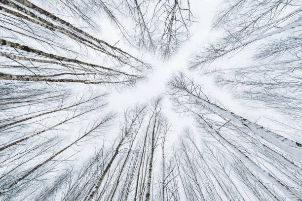 istock Winter forest. Snowy wood captured with Fish-Eye lens. Bottom view. 801735964