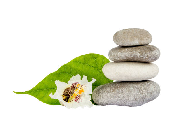 istock Sea stones with leaf isolated on white background 801738222