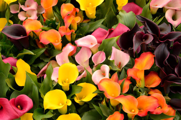 istock Calla lily (Zantedeschia) flowers in full bloom. 801738628