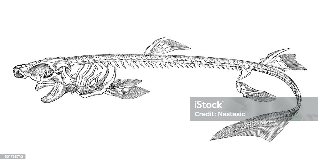 Shark skeleton Illustration of a shark skeleton isolated on white Shark stock illustration
